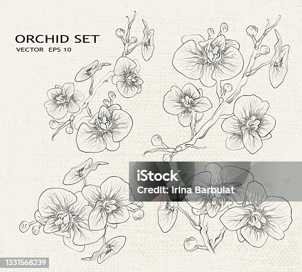 istock orchid hand-drawn, in a minimalist style. a set of isolated flowers, branches.  a tropical, exotic element. for print, postcards, holidays, banners. vector illustration in a vintage style. 1331568239