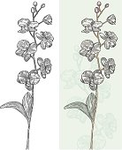 Vintage-looking line art of orchids on a faded background. Black and white and colour versions included.