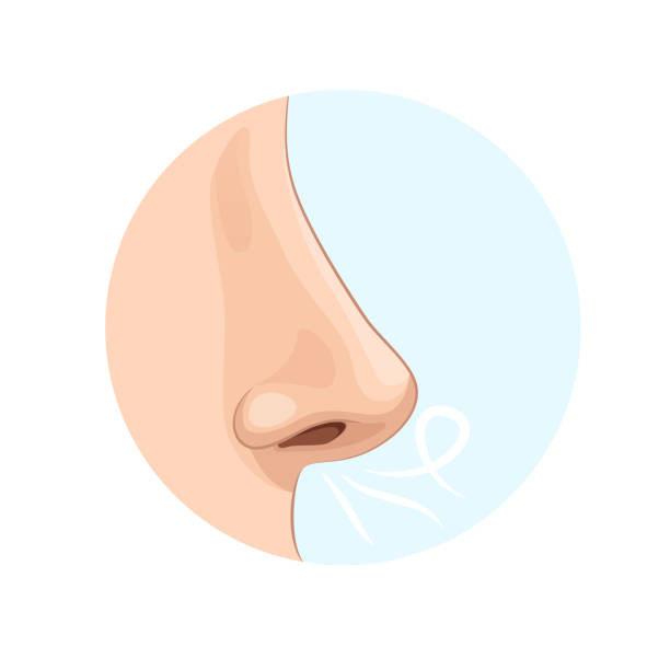 Organ of human smell, nose. Biology, anatomy of man Organ of human smell, nose. Biology, anatomy of man and human organs, body. Nose, body part, perception of odors from the environment. Side view, medicine, science, sensations. Vector illustration nose stock illustrations