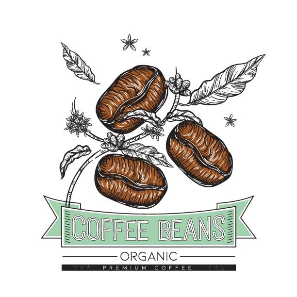 stockillustraties, clipart, cartoons en iconen met biologische koffie - vectorillustratie - coffee illustration plukken