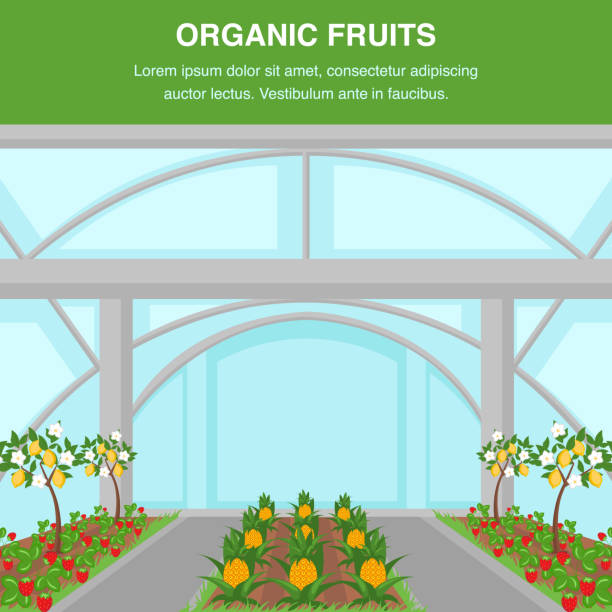 bio-früchte in der inneren der anbauung poster vorlage - pineapple plantation stock-grafiken, -clipart, -cartoons und -symbole