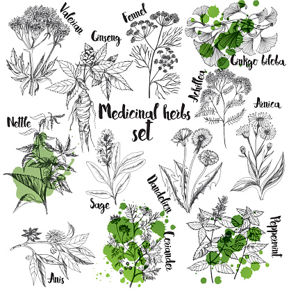 Organic herbs set of label