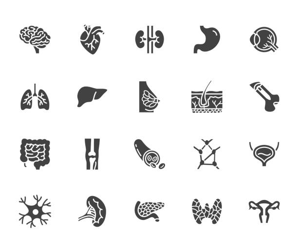 Organs, anatomy flat glyph icons set. Human bones, stomach, brain, heart, bladder, nervous system vector illustrations. Signs for medical clinic. Silhouette pictogram pixel perfect 64x64 Organs, anatomy flat glyph icons set. Human bones, stomach, brain, heart, bladder, nervous system vector illustrations. Signs for medical clinic. Silhouette pictogram pixel perfect 64x64. human joint stock illustrations