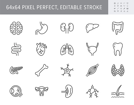 Organs line icons. Vector illustration include icon - muscle, liver, stomach, kidney, urinary, eyeball, bone, lung, neuron outline pictogram for human anatomy. 64x64 Pixel Perfect, Editable Stroke.