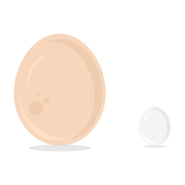 ダチョウの卵 イラスト素材 Istock