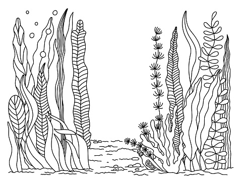 Outline Seabed with Seaweeds, Algae, Coral. Hand drawn Seascape, Wild Underwater world. Sea Life. Contour Marine vector illustration, coloring book page