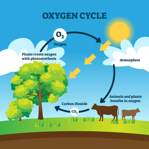Oxygen cycle vector illustration. Labeled educational O2 circulation scheme Oxygen cycle vector illustration. Labeled educational O2 circulation scheme. Biological diagram with animals breathing, carbon dioxide, plants photosynthesis and atmosphere. Cyclic earth process graph photosynthesis diagram stock illustrations