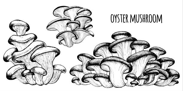 Oyster mushrooms Vector Oyster mushrooms Vector illustration hand drawn, family of edible mushrooms, graphic drawing with lines, Healthy organic food, vegetarian food, fresh mushrooms isolated on white background oyster mushroom stock illustrations