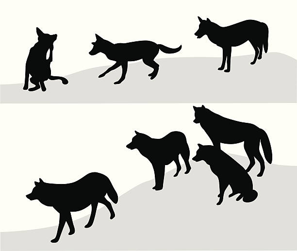 Download Best Wolf Pack Illustrations, Royalty-Free Vector Graphics ...