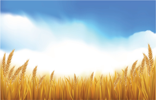 Paddy or Grain Field
