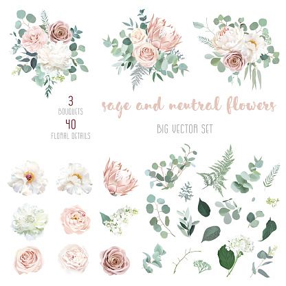 Pale pink camellia, dusty rose, ivory white peony, blush protea, nude pink ranunculus, eucalyptus big vector design set. Wedding neutral sage and beige flowers. All elements are isolated and editable