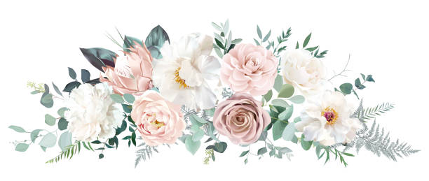 Pale pink camellia, dusty rose, ivory white peony, blush protea, nude pink ranunculus Pale pink camellia, dusty rose, ivory white peony, blush protea, nude pink ranunculus, eucalyptus vector design bouquet. Wedding neutral sage and beige flowers. All elements are isolated and editable pale pink stock illustrations