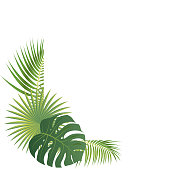 Vector Palm Leaves Border