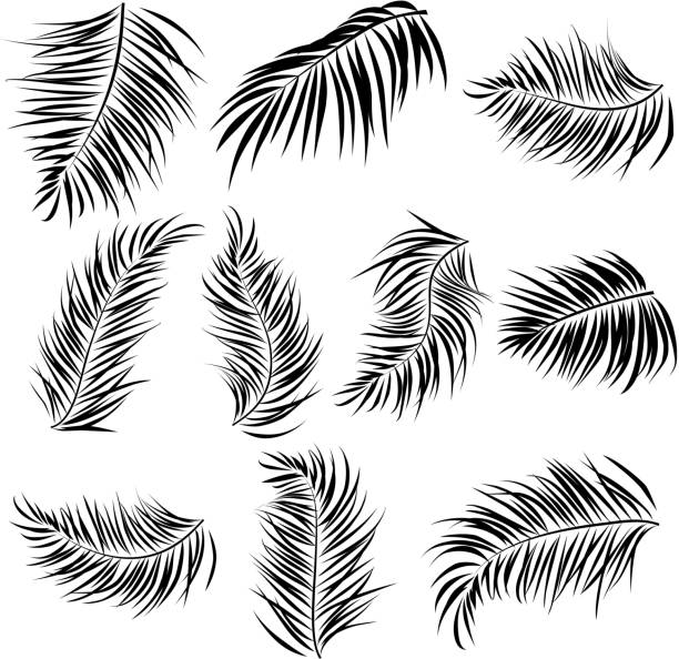 Royalty Free Palm Leaf Clip Art, Vector Images & Illustrations - iStock