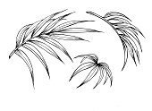 Set of palm leaves, outline black-and-white vector clipart.