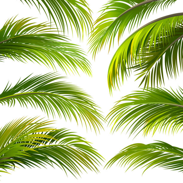 Royalty Free Coconut Palm Tree Clip Art, Vector Images