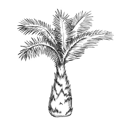Palm Tree Sabal Minor Miami Palmetto Ink Vector