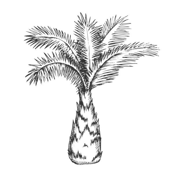 Sabal Palm Tree Illustrations, Royalty-Free Vector Graphics & Clip Art ...