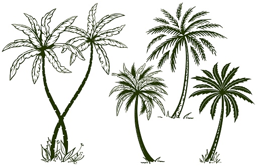 Palm tree sketch set hand drawn vector