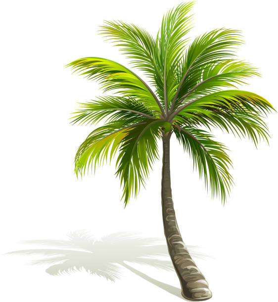 Royalty Free Palm Tree Clip Art, Vector Images & Illustrations - iStock