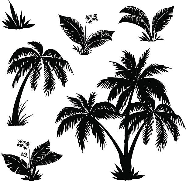 Palm trees, flowers and grass, silhouettes Palm trees, flowers and grass, black silhouettes on white background. Vector palm trees stock illustrations