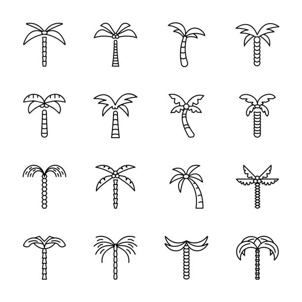 Queen Palm Illustrations, Royalty-Free Vector Graphics & Clip Art - iStock