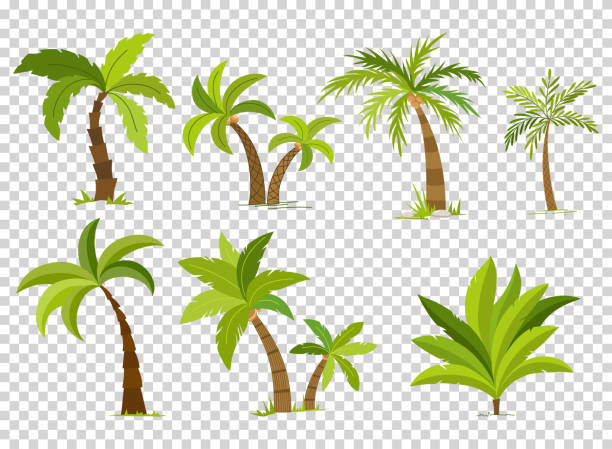 ilustrações, clipart, desenhos animados e ícones de palmeiras isoladas em plano de fundo transparente. árvore de palma vectro lindo conjunto de ilustração vetorial - coconut