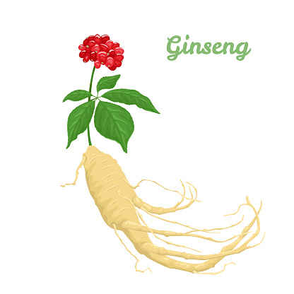Panax Ginseng root, leaf and berries isolated on white background. Vector illustration of a medical plant in cartoon flat style.