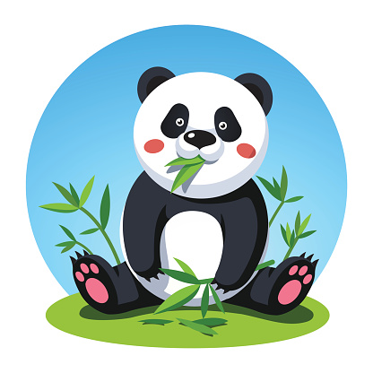 Panda bear sitting and chewing bamboo tree leaves