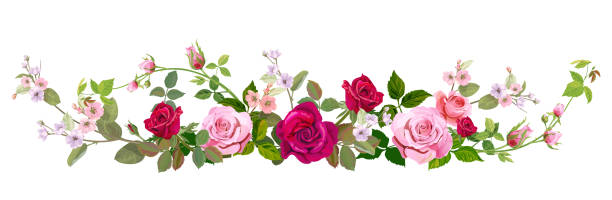 stockillustraties, clipart, cartoons en iconen met panoramisch uitzicht: boeket rozen, lente-bloesem. horizontale rand: rode, paarse, roze bloemen, bloemknoppen, groene bladeren op een witte achtergrond. digitale afbeelding in aquarel stijl, vintage, vector tekenen - border