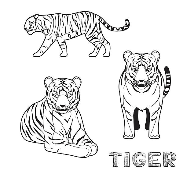 Black And White Tiger Illustrations, Royalty-Free Vector ...