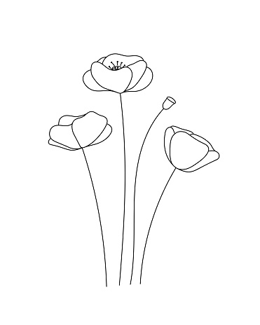 Papaver poppy doodle flower. Black and white with line art. Hand Drawn Botanical Illustration.