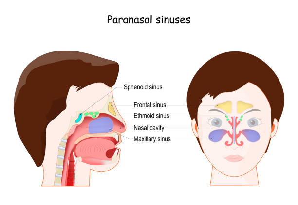 Paranasal sinuses. frontal view and Lateral projection center of the nose image stock illustrations