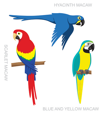 Parrot Macaw Cartoon Vector Illustration