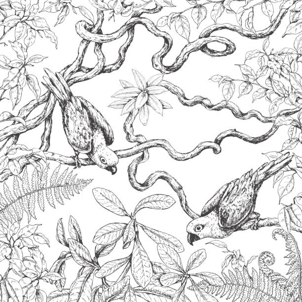 ilustrações, clipart, desenhos animados e ícones de papagaios, sentada nos galhos - amazonia