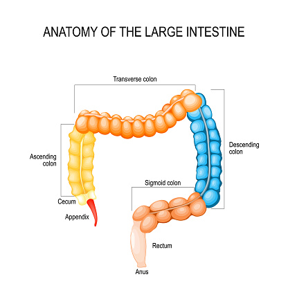 Part of Large Intestine
