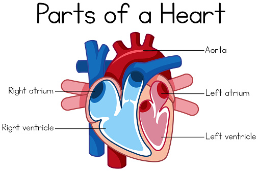 Parts Of Heart Diagram Stock Illustration - Download Image ...