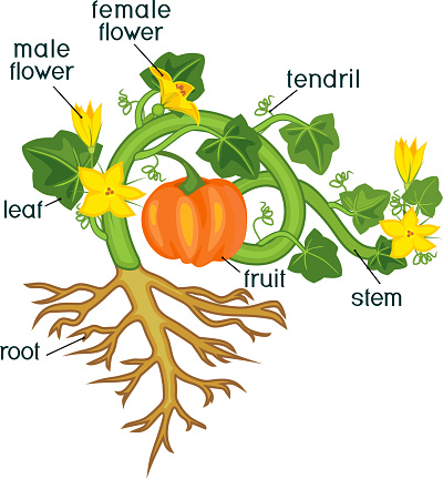 Parts Of Plant Morphology Of Pumpkin Plant With Fruit Green Leaves Root
