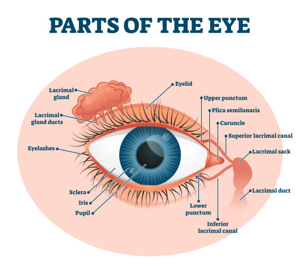 Parts of the eye, labeled vector illustration diagram Parts of the eye, labeled vector illustration diagram. Educational beauty and nursing information. Eyelid, eyelashes, pupil, lacrimal gland and other anatomical parts. Healthy visual sensory organ. labeling illustrations stock illustrations