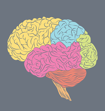 Parts Of The Human Brain Stock Illustration - Download Image Now - iStock