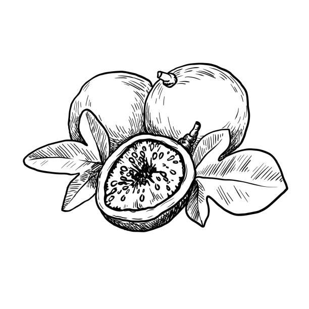 ilustrações de stock, clip art, desenhos animados e ícones de passion fruit. tropical fruits. vector sketch on a white background - granadilla