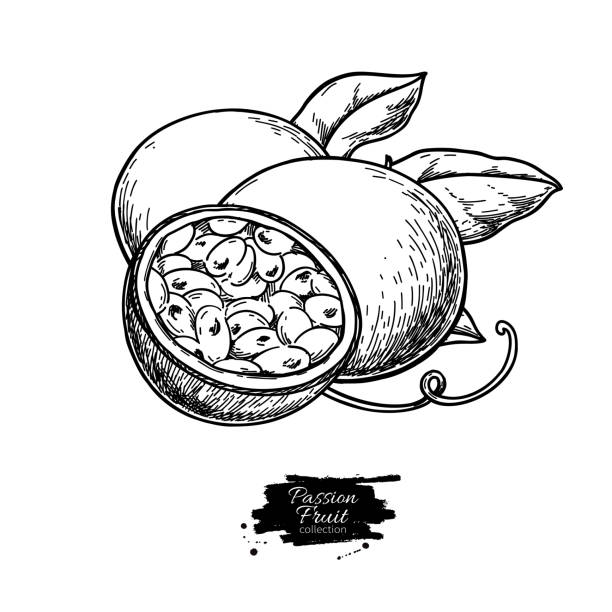 ilustrações de stock, clip art, desenhos animados e ícones de passion fruit vector drawing. hand drawn tropical food illustration. engraved summer passionfruit. - granadilla