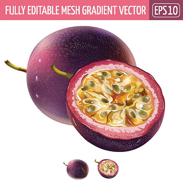 ilustrações de stock, clip art, desenhos animados e ícones de passionfruit on white background. vector illustration - granadilla