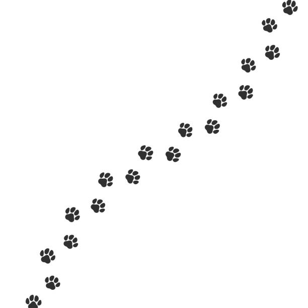 Paw print trail on white background. Vector cat or dog wild animal pawprint walk line, paw path pattern background  paw stock illustrations