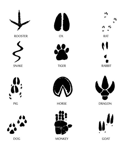 Paw prints marks , footprints of rat, mouse, snake, dragon, pig, rooster, rabbit, horse, monkey, dog, tiger, ox, bull. Vector illustration Chinese zodiac signs icons set on yellow round background.   Paw prints marks , footprints of rat, mouse, snake, dragon, pig, rooster, rabbit, horse, monkey, dog, tiger, ox, bull. Vector illustration rabbit foot stock illustrations