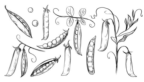 エンドウ豆の植物セット、エンドウ豆、枝。手描きのベクトル スケッチのイラスト - グリーンピース点のイラスト素材／クリップアート素材／マンガ素材／アイコン素材