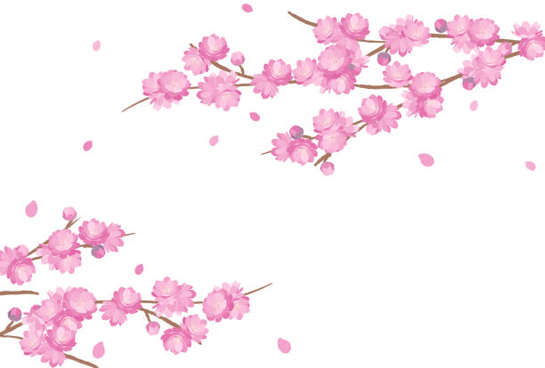 桃の花背景春の花ひな祭り - 桃の花点のイラスト素材／クリップアート素材／マンガ素材／アイコン素材