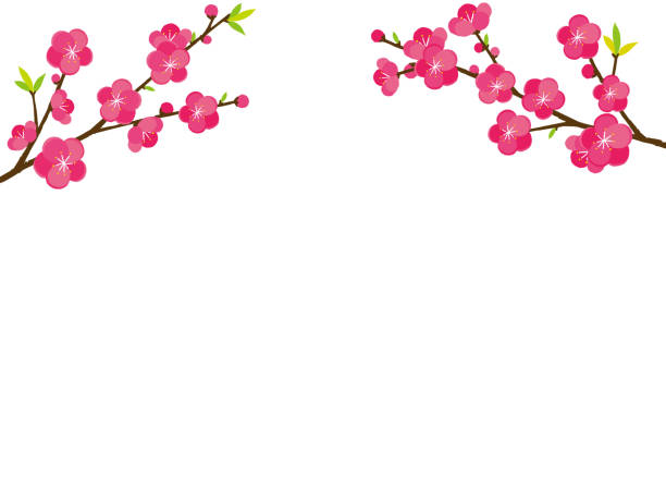 桃の花のイラスト - 桃の花点のイラスト素材／クリップアート素材／マンガ素材／アイコン素材