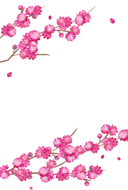 桃の花春の花ひな祭り - 桃の花点のイラスト素材／クリップアート素材／マンガ素材／アイコン素材
