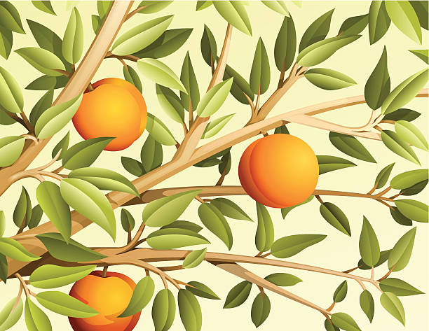 Peach tree Vector illustration of branch with leaves and peaches. peach tree stock illustrations